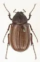 Phyllophaga knochii - photo 5