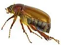 Phyllophaga latidens - photo 2