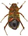 Phyllophaga latidens - photo 3