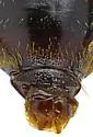 Phyllophaga latidens - photo 4