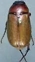 Phyllophaga latifrons - photo 2