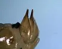 Phyllophaga latifrons - photo 3