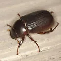 Phyllophaga latifrons - photo 4