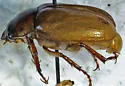 Phyllophaga latifrons - photo 5