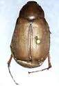Phyllophaga lenis - Phyllophaga lenis