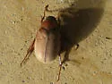 Phyllophaga lenis - photo 2