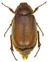 Phyllophaga lenis - photo 3