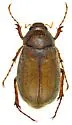 Phyllophaga lenis - photo 4