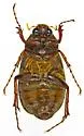 Phyllophaga lenis - photo 5