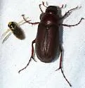 Phyllophaga lobata - Phyllophaga lobata