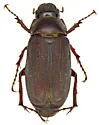 Phyllophaga lobata - photo 2