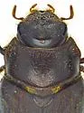 Phyllophaga lobata - photo 3