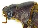 Phyllophaga lobata - photo 4