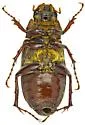 Phyllophaga lobata - photo 5