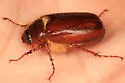 Phyllophaga longispina - Phyllophaga longispina
