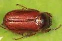 Phyllophaga longispina - photo 2