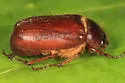 Phyllophaga longispina - photo 3