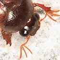Phyllophaga longispina - photo 4