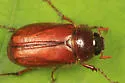 Phyllophaga longispina - photo 5