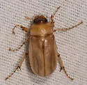 Phyllophaga longitarsa - photo 4