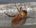 Phyllophaga longitarsa - photo 5