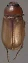 Phyllophaga lota