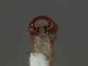 Phyllophaga lota - photo 2