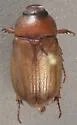 Phyllophaga lota - photo 3