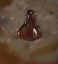 Phyllophaga lota - photo 4