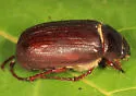 Phyllophaga marginalis - photo 2