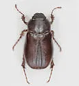 Phyllophaga marginalis - photo 5