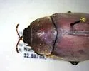 Phyllophaga mariana