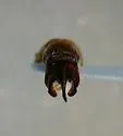 Phyllophaga mariana - photo 2