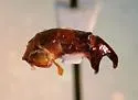 Phyllophaga mariana - photo 3
