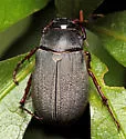 Phyllophaga micans - Phyllophaga micans