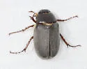 Phyllophaga micans - photo 2