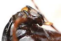 Phyllophaga micans - photo 3