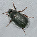 Phyllophaga micans - photo 4