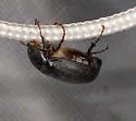 Phyllophaga micans - photo 5