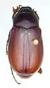 Phyllophaga nebulosa - photo 2