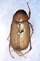Phyllophaga obsoleta - Phyllophaga obsoleta
