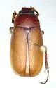 Phyllophaga obsoleta - photo 2