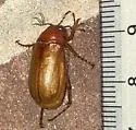 Phyllophaga obsoleta - photo 3
