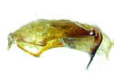 Phyllophaga obsoleta - photo 4
