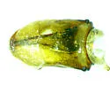 Phyllophaga obsoleta - photo 5