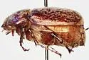 Phyllophaga okeechobea - photo 2