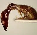Phyllophaga okeechobea - photo 3