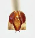 Phyllophaga okeechobea - photo 4
