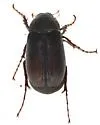 Phyllophaga opaca - Phyllophaga opaca