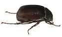 Phyllophaga opaca - photo 2
